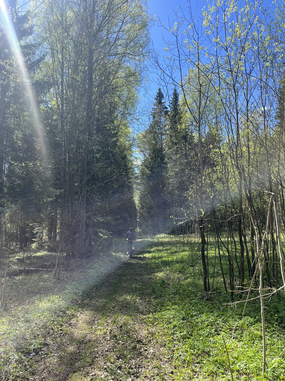 Сторис: Лесная прогулка 🌳 